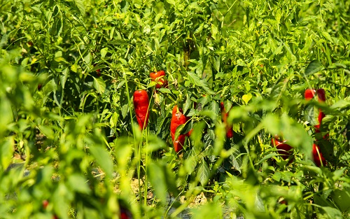 1647436894208144.png image.png